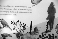 https://erinschell.com/files/gimgs/th-76_76_birddetail.jpg